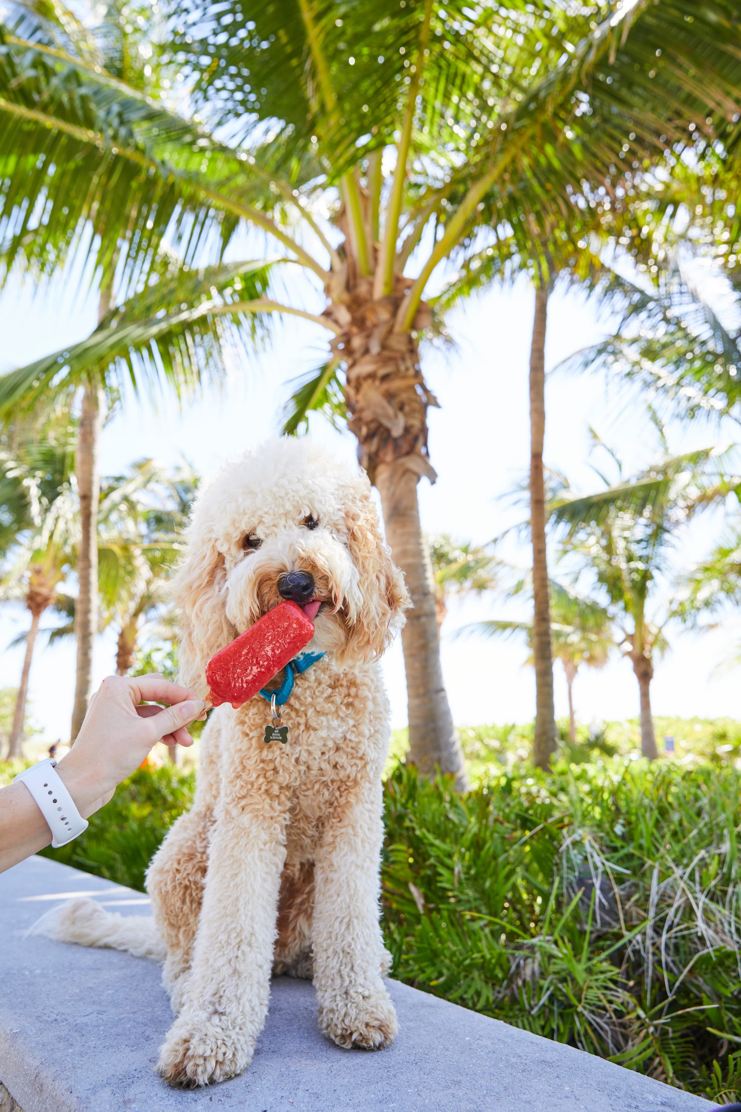 coconut lifestyle